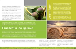 Brochure-13