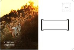 Animal&pets-company-postcard-12
